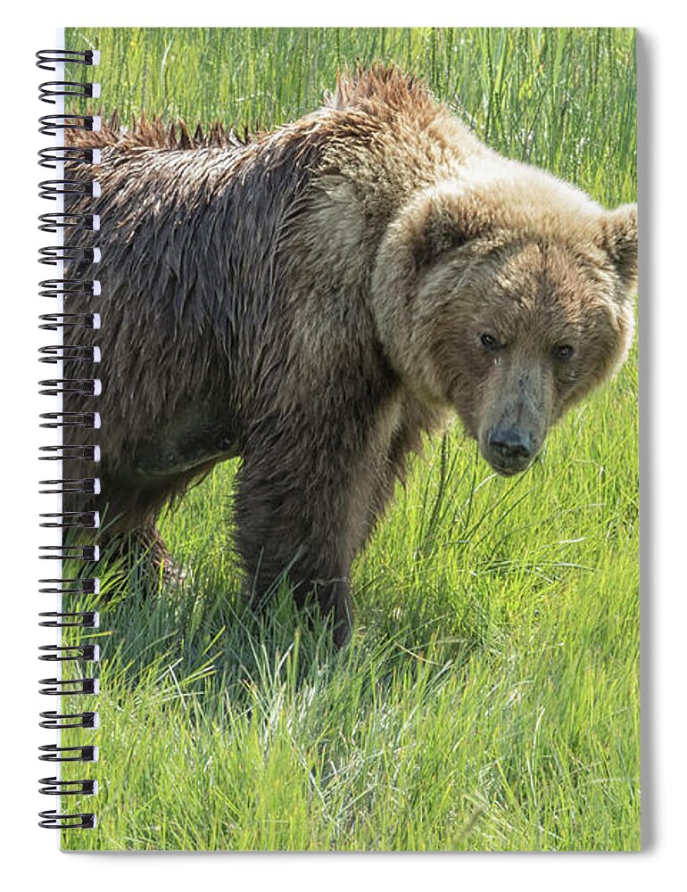 Brown Bear Spiral Notebook featuring the photograph Don't Mess with Mama Bear by Belinda Greb