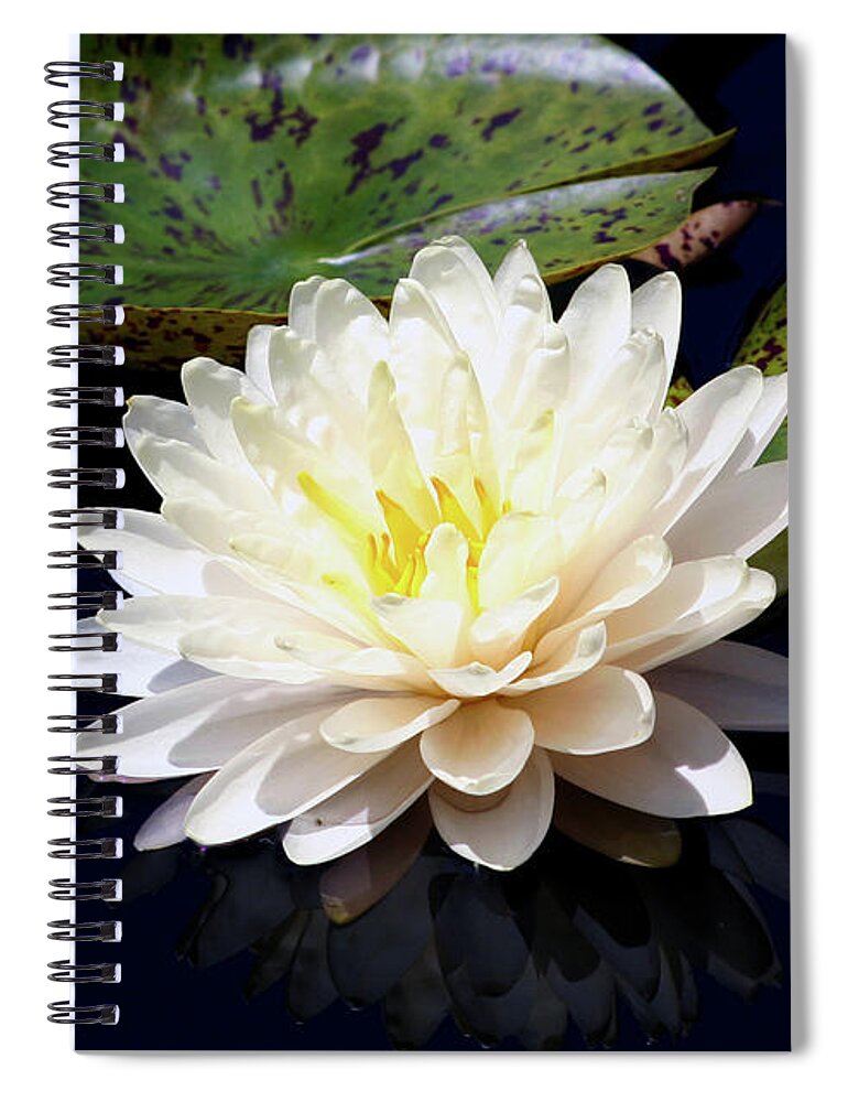 Dotty Spiral Notebook featuring the photograph Dotty White Lotus and Lily Pads 0030 DLW_H_2 by Steven Ward