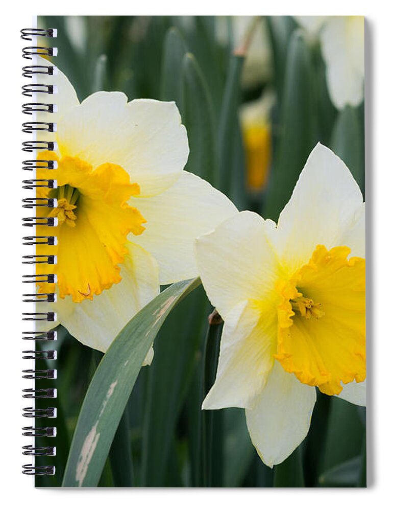 Daffodils Spiral Notebook featuring the photograph Double Daffodils by Holden The Moment