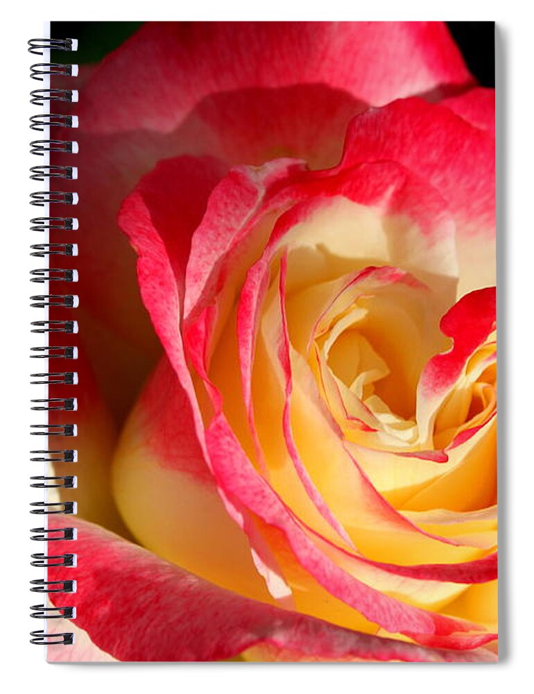 Roses Spiral Notebook featuring the photograph Double Delight II by M Diane Bonaparte