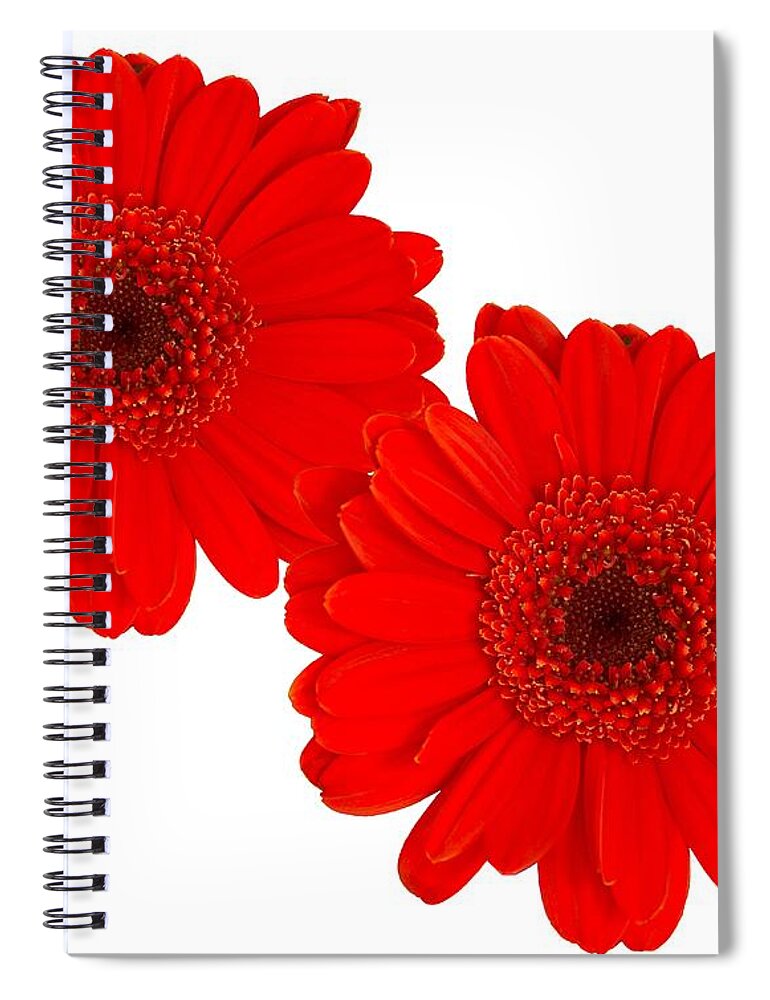 Red Gerbera Daisy Spiral Notebook featuring the photograph Double Gerbera by Scott Carruthers
