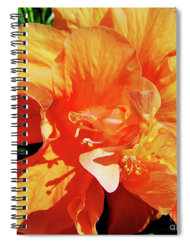 Hibiscus Spiral Notebook featuring the photograph Double Hibiscus by D Hackett