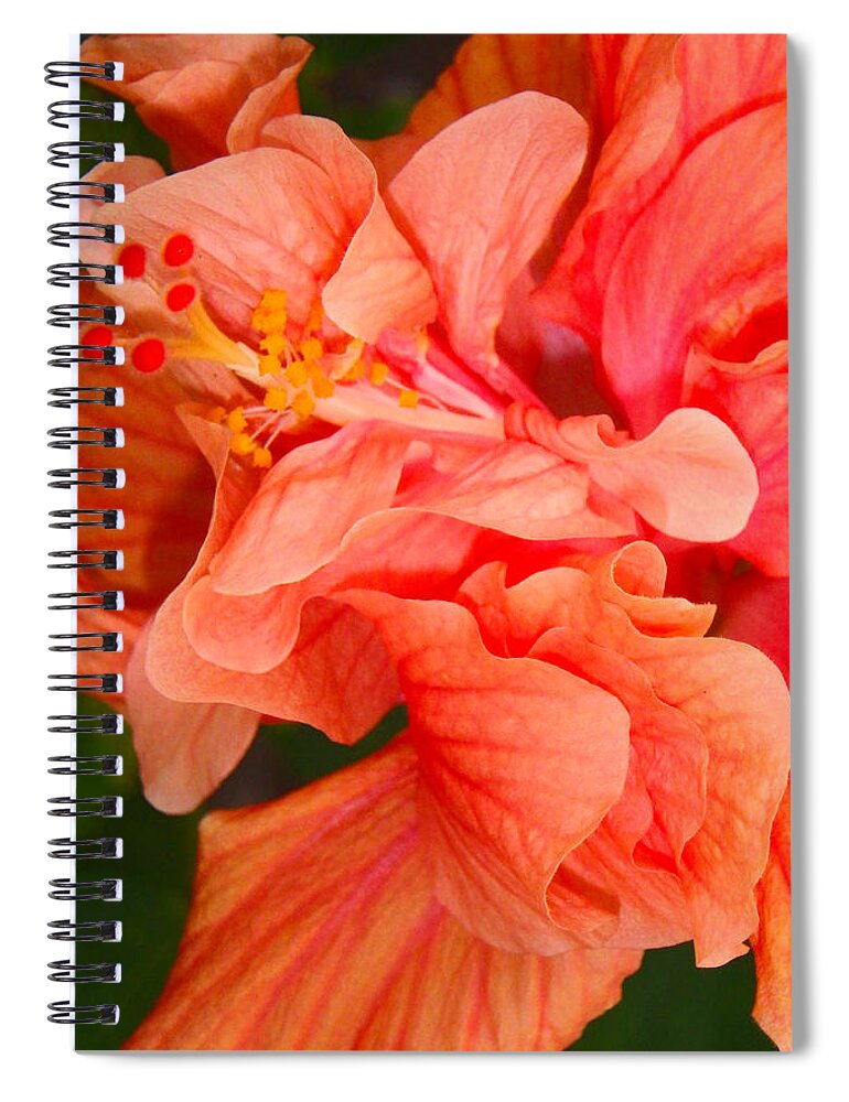 Hibiscus Spiral Notebook featuring the photograph Double Hibiscus by Judy Hall-Folde