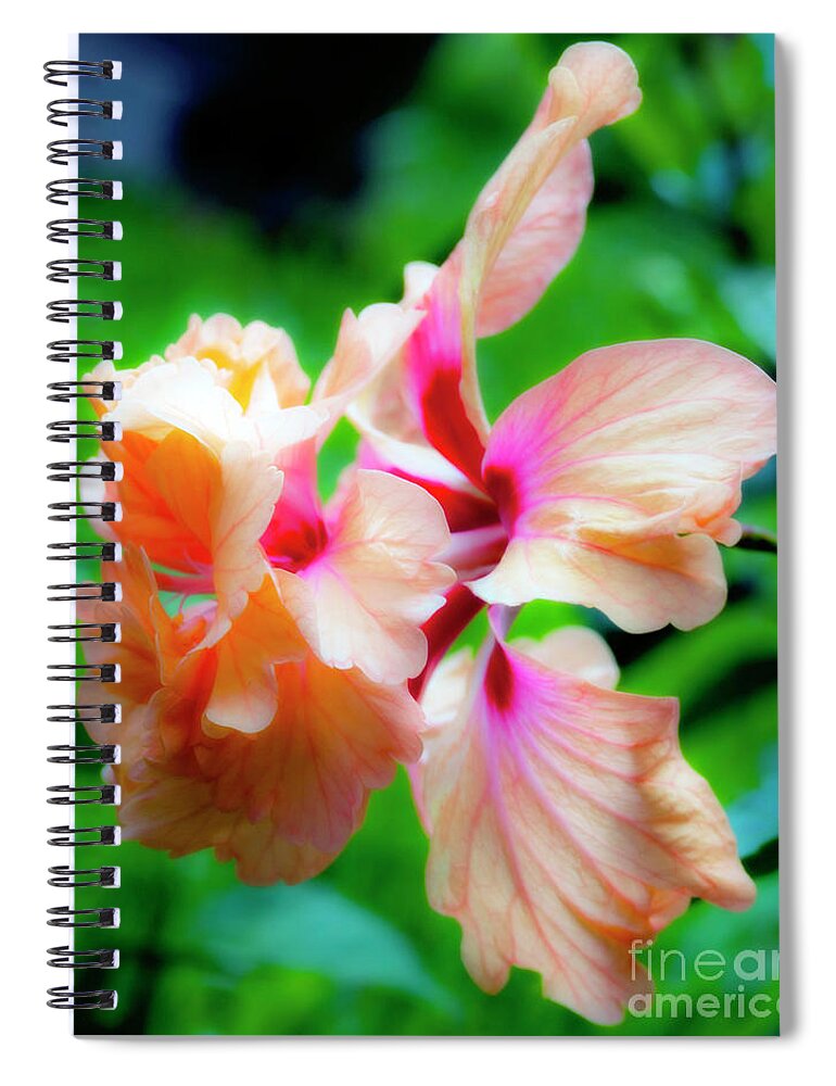 Hibiscus Spiral Notebook featuring the photograph Double Peach Hibiscus two by Ken Frischkorn