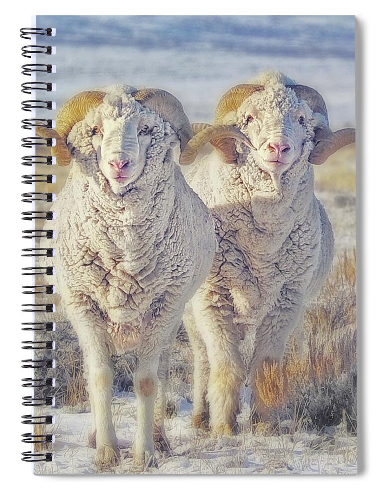 Sheep Spiral Notebook featuring the photograph Double the Ram Power by Amanda Smith