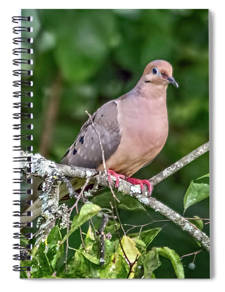 Wildlife Spiral Notebook featuring the photograph Dove On A Branch by John Benedict