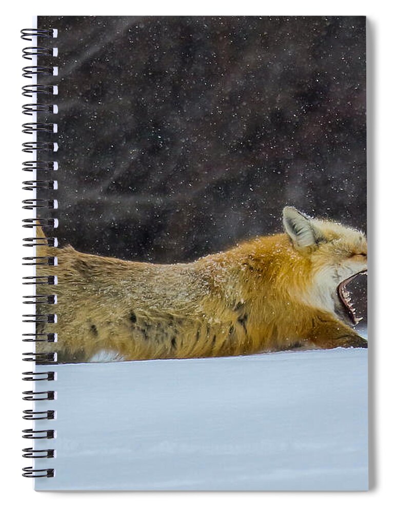 Fox Spiral Notebook featuring the photograph Downward Dog by Kevin Dietrich