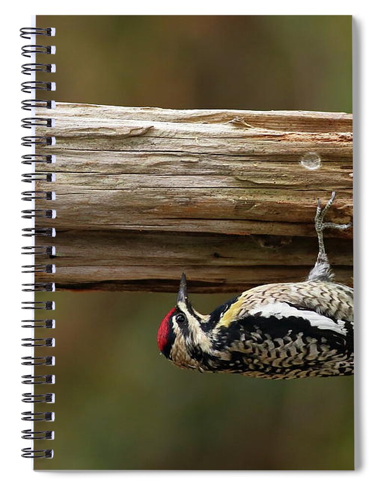 Bird Spiral Notebook featuring the photograph Hairy Woodpecker by Daniel Reed