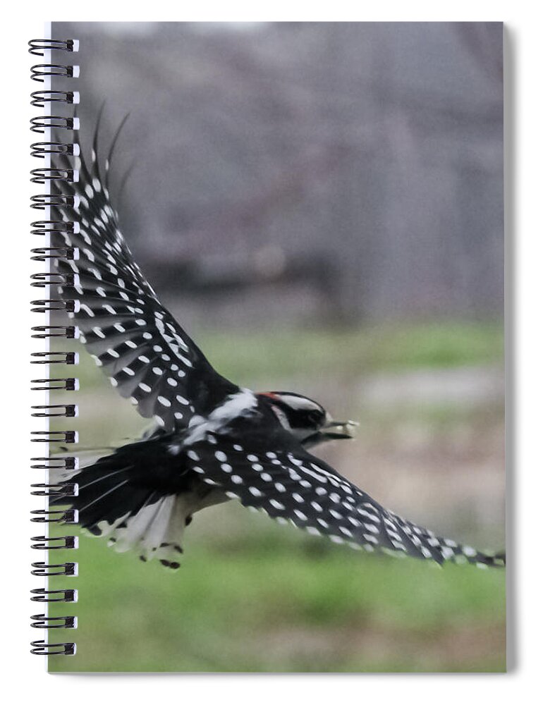 Jan Spiral Notebook featuring the photograph Downy Woodpecker in Flight by Holden The Moment