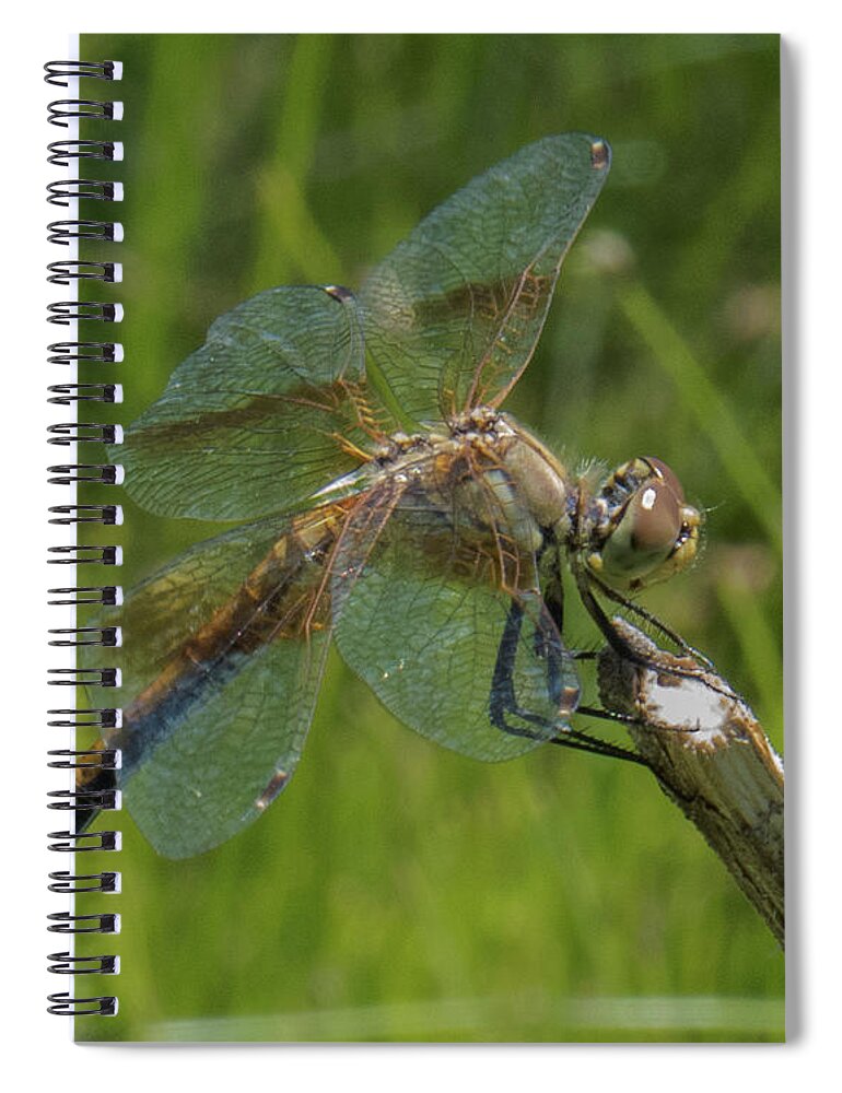 Dragonfly Spiral Notebook featuring the photograph Dragonfly 8 by Christy Garavetto