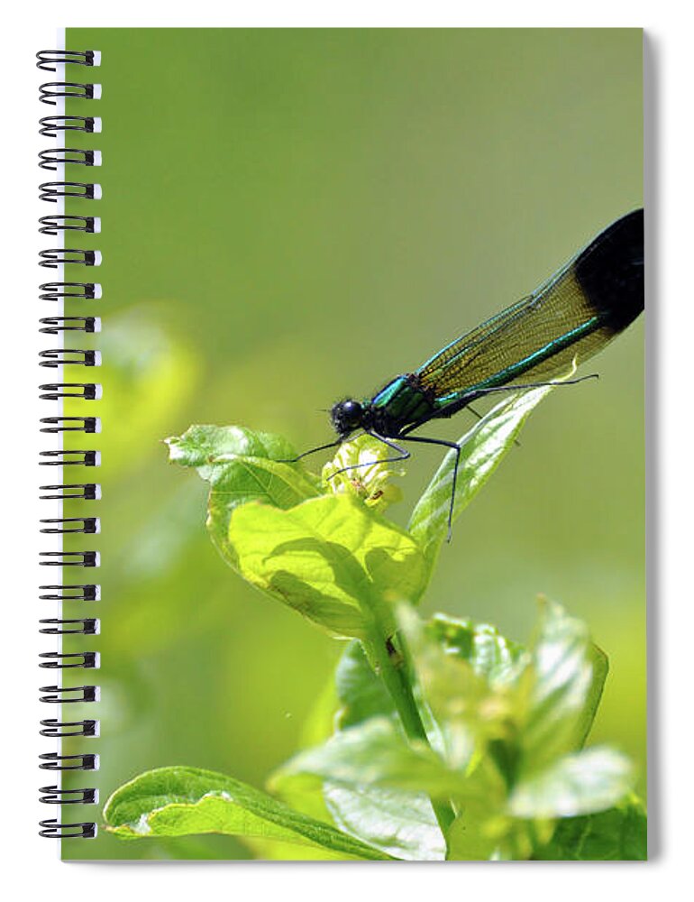 Dragonfly Spiral Notebook featuring the photograph Dragonfly by Glenn Gordon