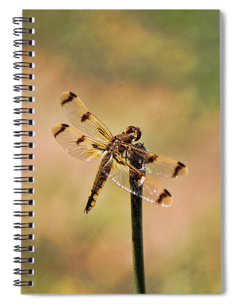 Dragonfly Spiral Notebook featuring the photograph Dragonfly by Jeff Breiman