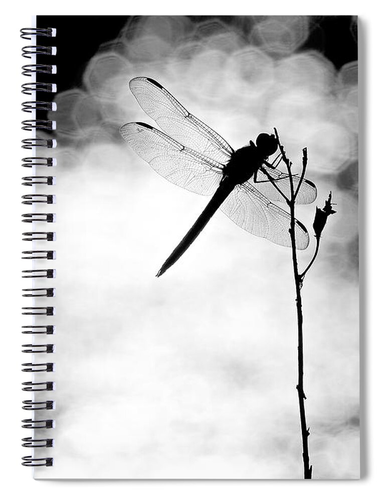 Dragonfly Spiral Notebook featuring the photograph Dragonfly Lit by Rachel Morrison