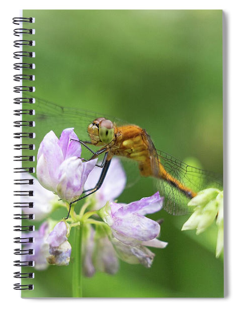 Dragonfly Dragon Fly Flies Dragonflies Flower Flowers Botany Botanical Botanic Nature Outside Outdoors Closeup Close Up Close-up Macro Garden Gardening Brian Hale Brianhalephoto Ma Mass Massachusetts Spiral Notebook featuring the photograph Dragonfly on Flowers by Brian Hale