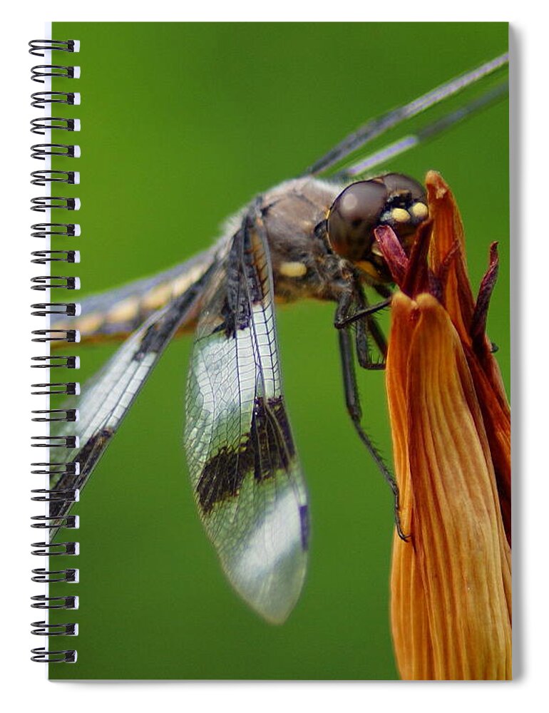 Dragonfly Spiral Notebook featuring the photograph Dragonfly Portrait 2 by Ben Upham III