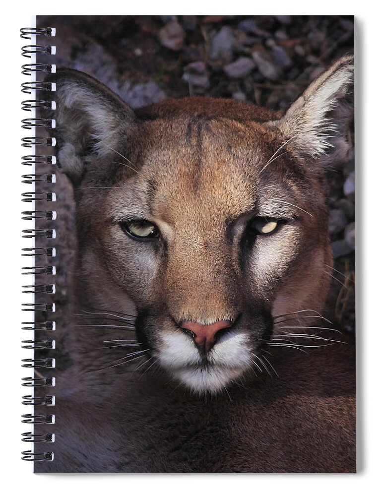 Felines Spiral Notebook featuring the photograph Dramatic Look by Elaine Malott