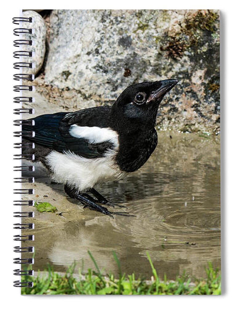 Drinking Magpie Spiral Notebook featuring the photograph Drinking by Torbjorn Swenelius