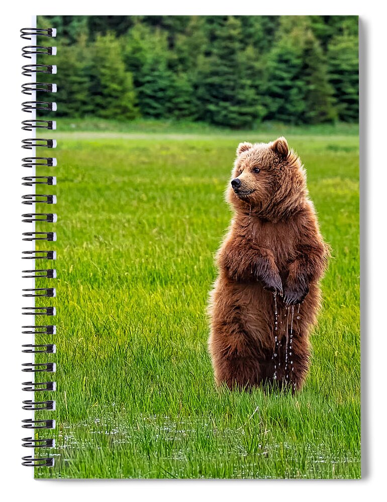 Bear Spiral Notebook featuring the photograph Dripping Wet Bear Cub by Roberta Kayne