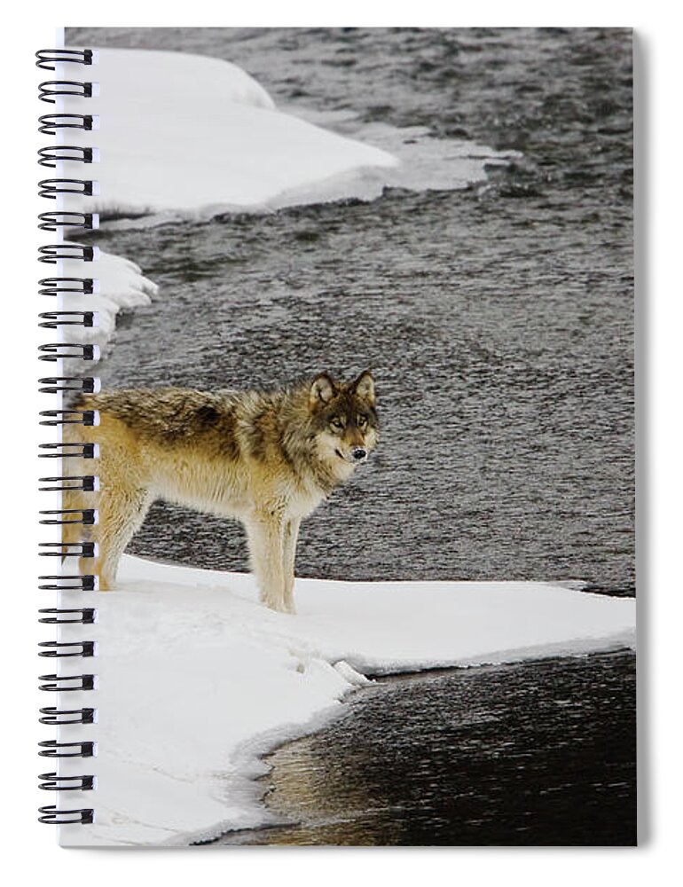 Wolf Spiral Notebook featuring the photograph Druid by Soda Butte Creek by Mark Miller