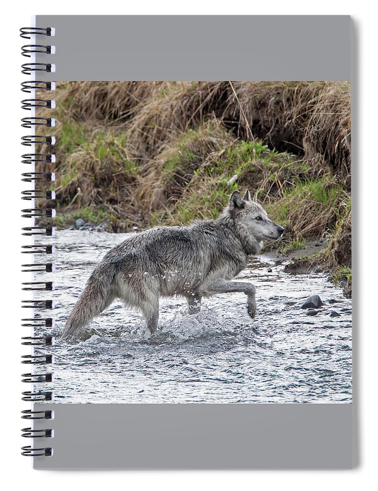 Wolf Spiral Notebook featuring the photograph Druid Wolf 21M in Soda Butte Creek by Mark Miller
