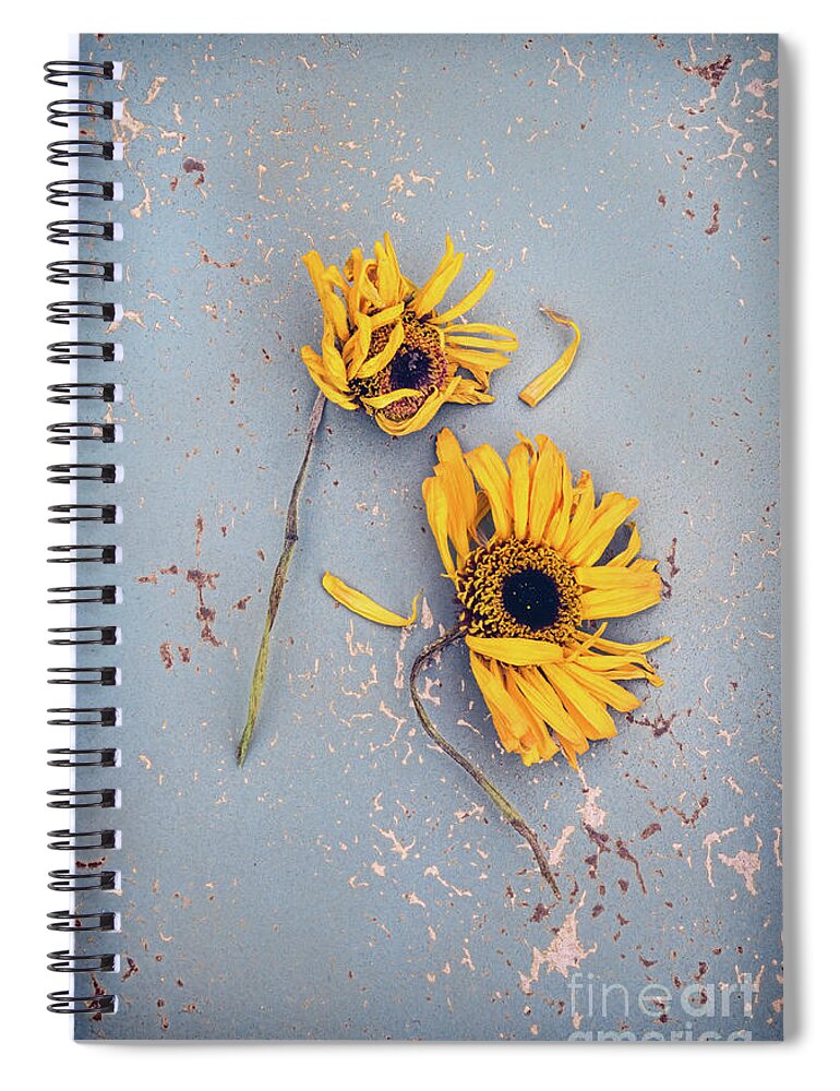 Flowers Spiral Notebook featuring the photograph Dry Sunflowers on Blue by Jill Battaglia