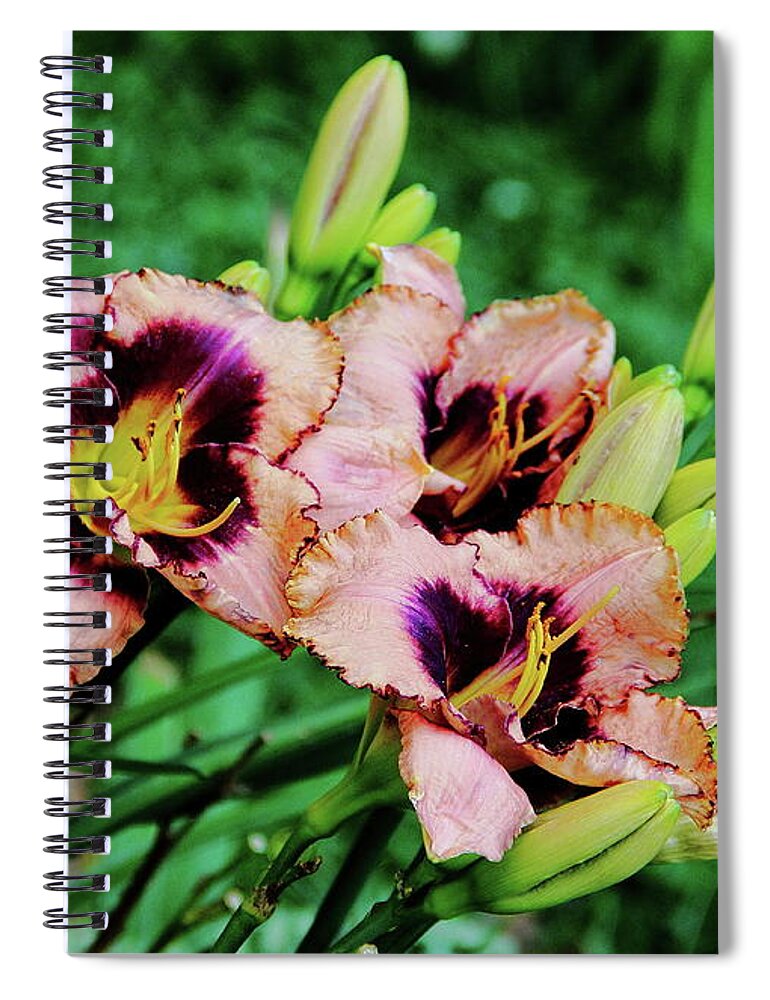 Flowers Spiral Notebook featuring the photograph Dual Color Lily by Allen Nice-Webb