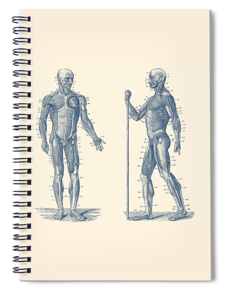 Muscles Spiral Notebook featuring the drawing Dual View Human Muscle System - Vintage Anatomy by Vintage Anatomy Prints