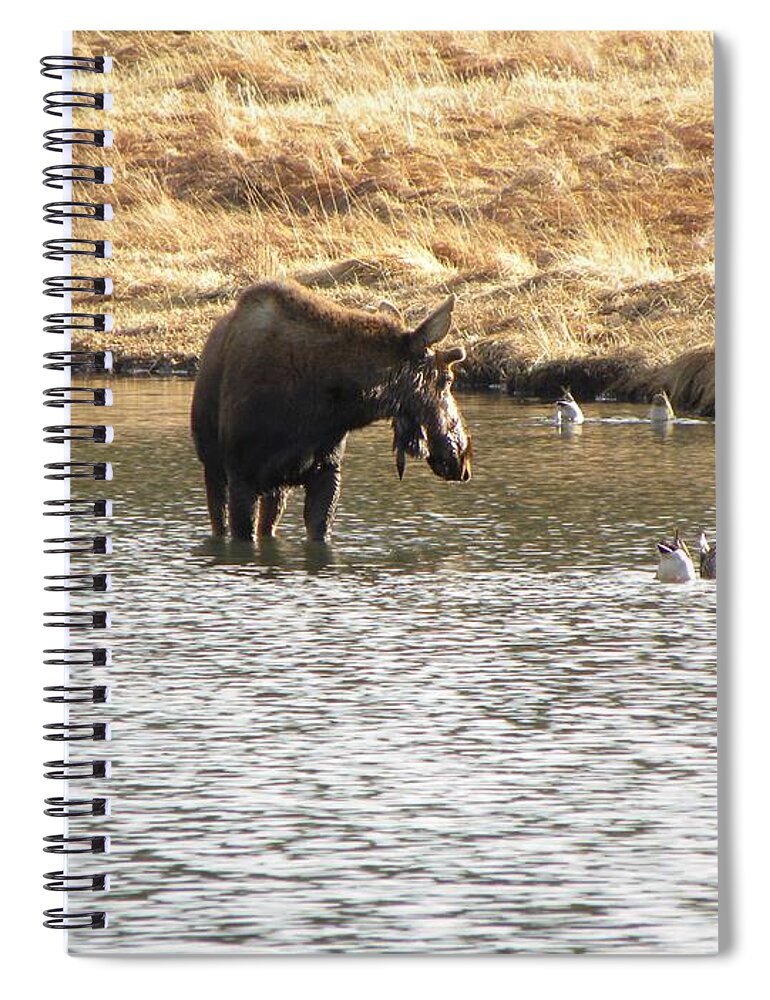 Animal Spiral Notebook featuring the photograph Ducks - Moose Rollinsville CO by Margarethe Binkley