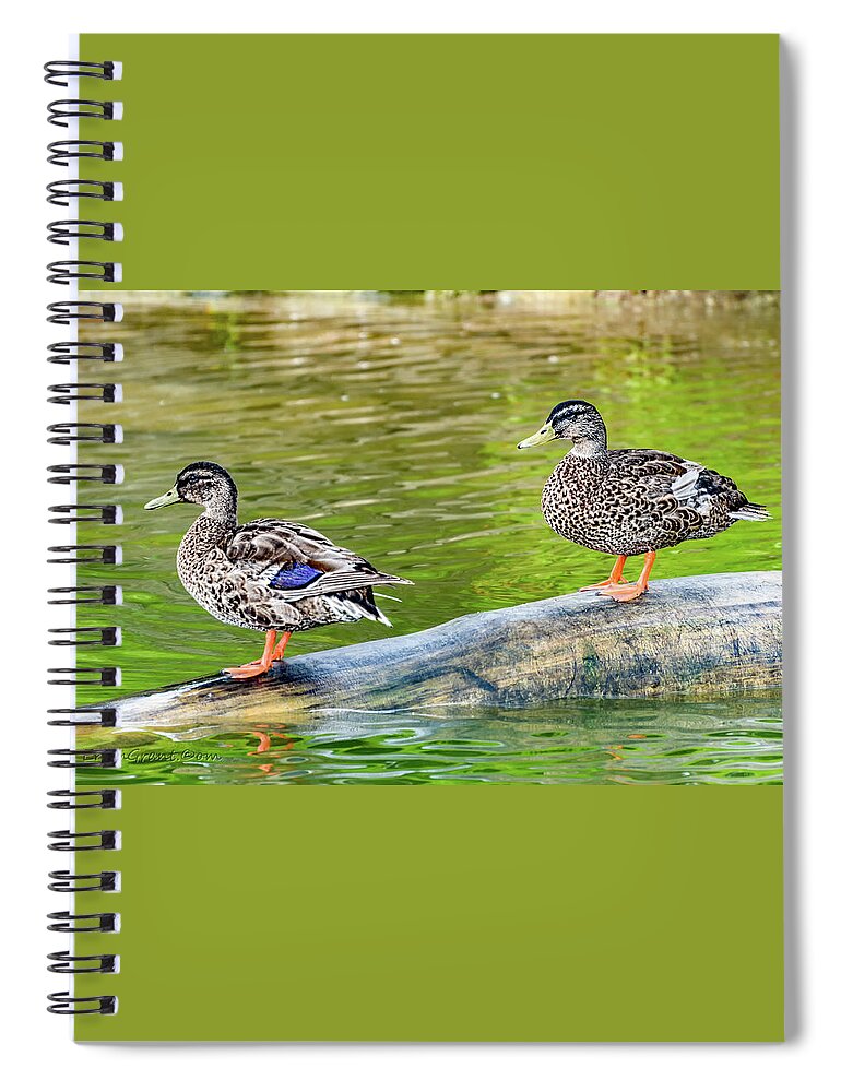 Texas Spiral Notebook featuring the photograph Duck Duck by Erich Grant