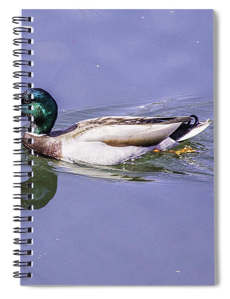 Duck Spiral Notebook featuring the photograph Duck on the Move by Allen Nice-Webb