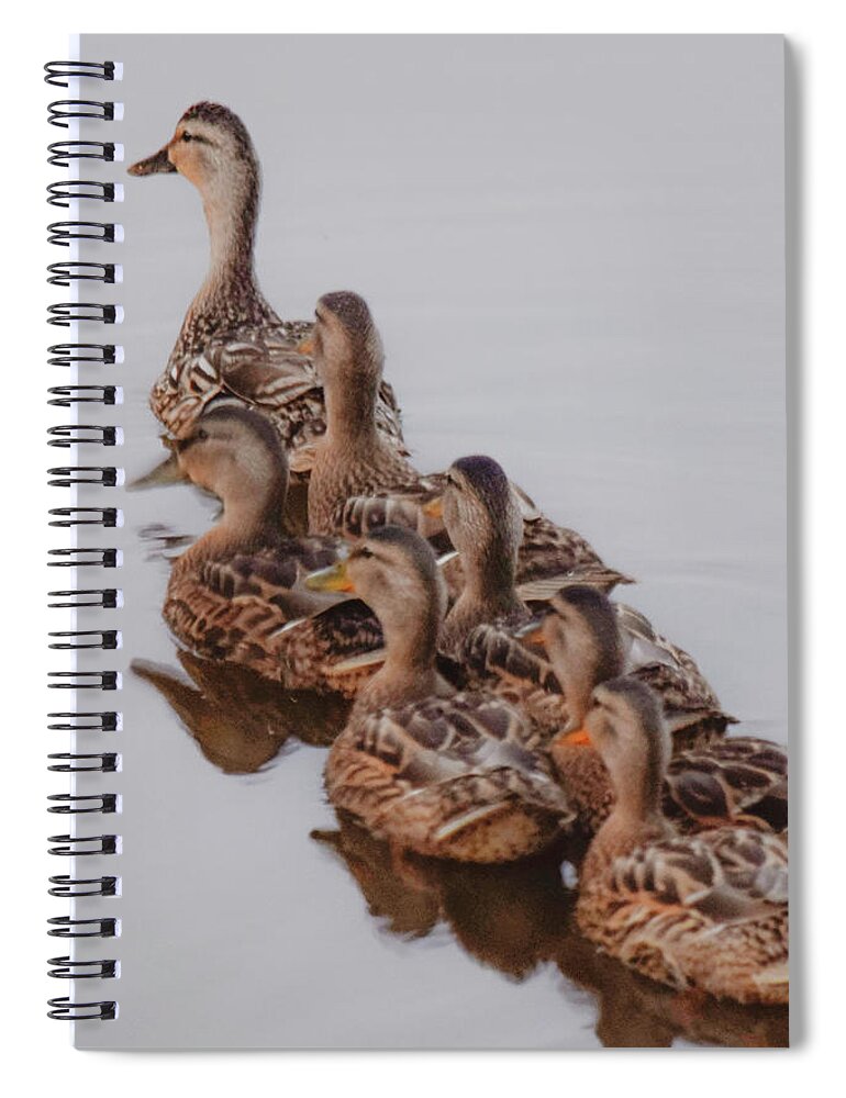 Female Spiral Notebook featuring the photograph Duck Parade by Mary Ann Artz