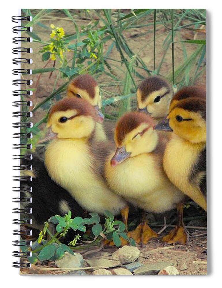 Nature Spiral Notebook featuring the photograph Ducklings by Kae Cheatham