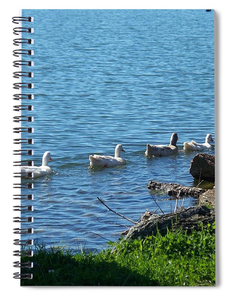 Ducks In A Row Spiral Notebook featuring the photograph Ducks In A Row by Seaux-N-Seau Soileau
