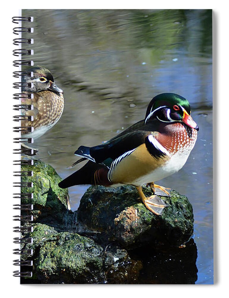 Duck Spiral Notebook featuring the photograph Ducks on Rocks by Aimee L Maher ALM GALLERY