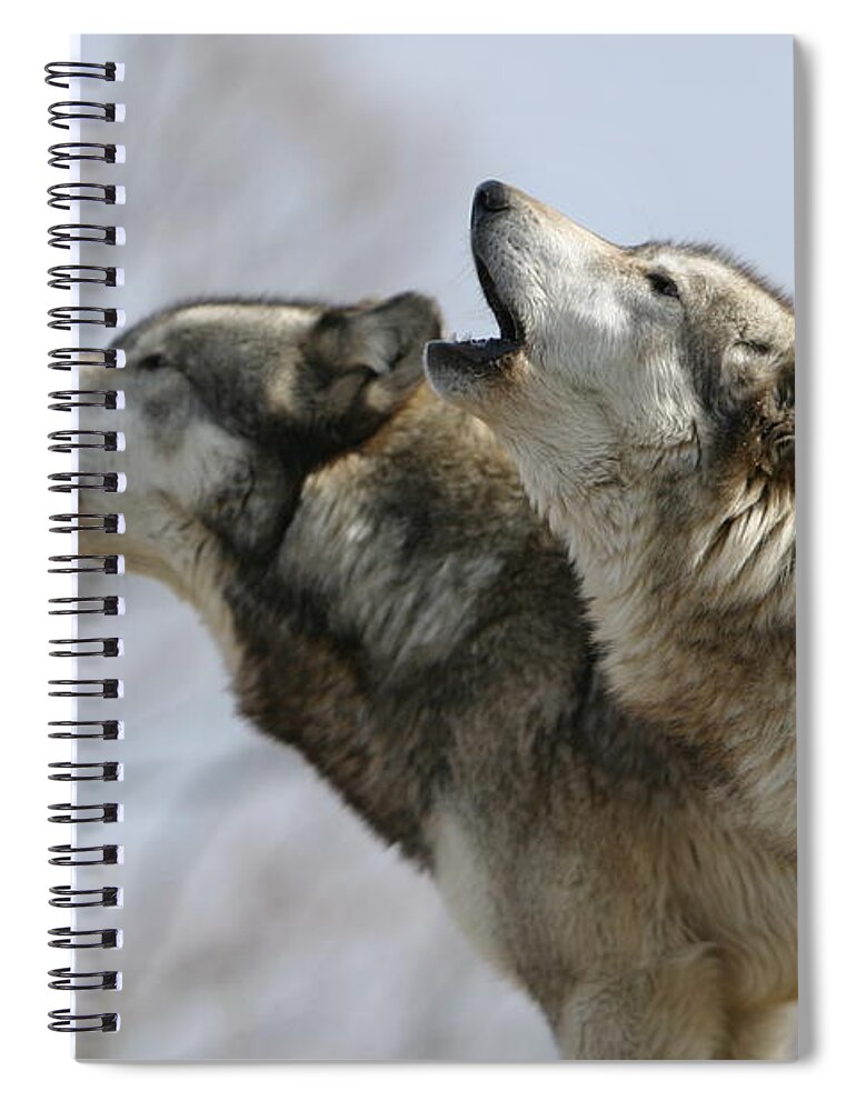 Wolf Canis Lupus Canid Animal Mammal Wildlife Howl Duet Photography Wolfsong Photograph Spiral Notebook featuring the photograph Duet Howl by Shari Jardina
