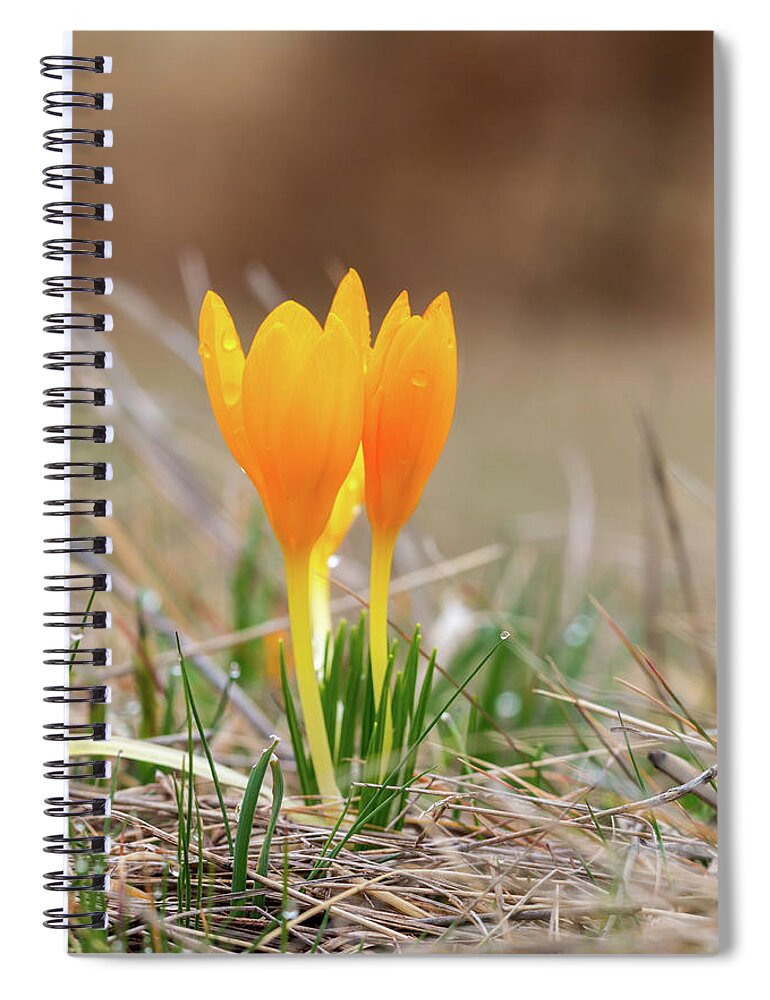 Asparagales Spiral Notebook featuring the photograph Dutch Yellow Crocus - Crocus flavus by Jivko Nakev
