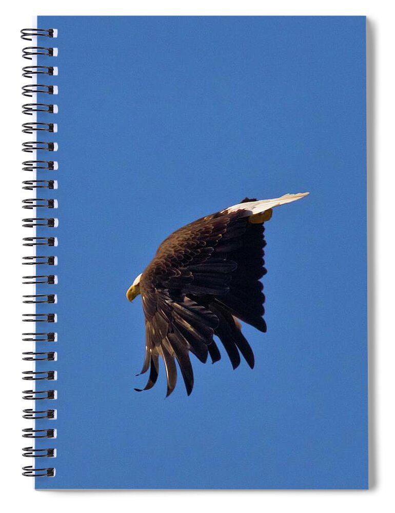 Diving Eagle Spiral Notebook featuring the photograph Eagle Dive by Linda Unger