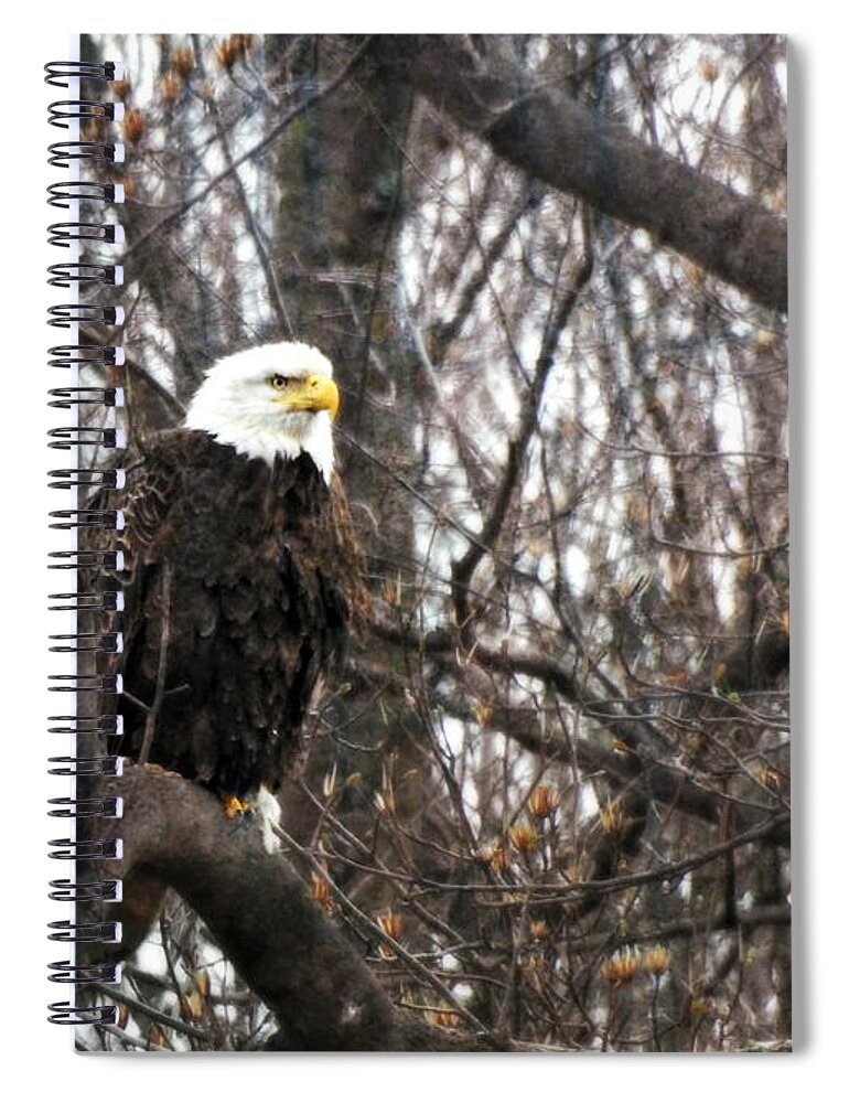 Eagle Eye Spiral Notebook featuring the photograph Eagle Eye by Dark Whimsy