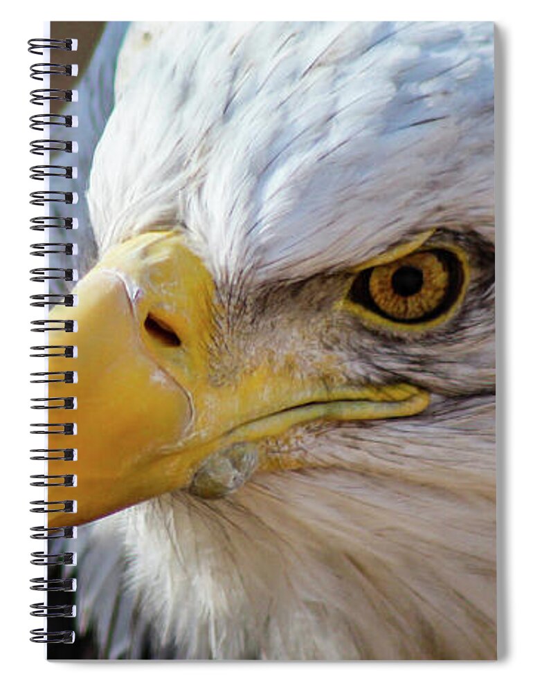 Bald Eagle Spiral Notebook featuring the photograph Eagle Eye by Holly Ross