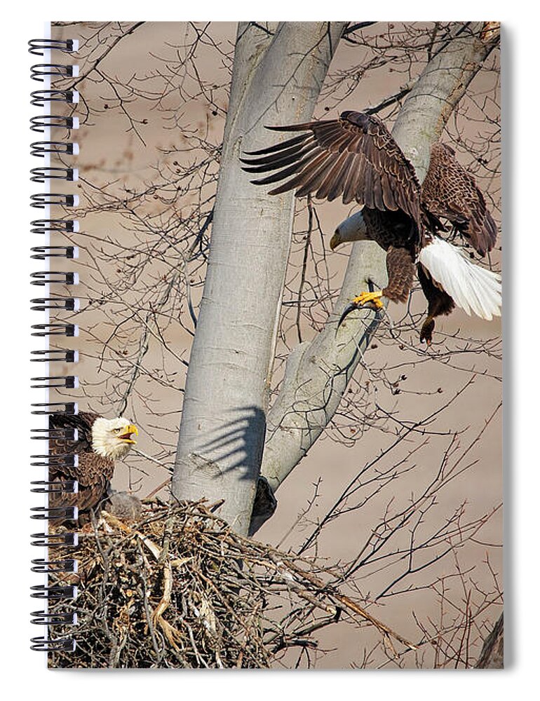 Eagle Spiral Notebook featuring the photograph Eagle Lunchtime by Deborah Penland