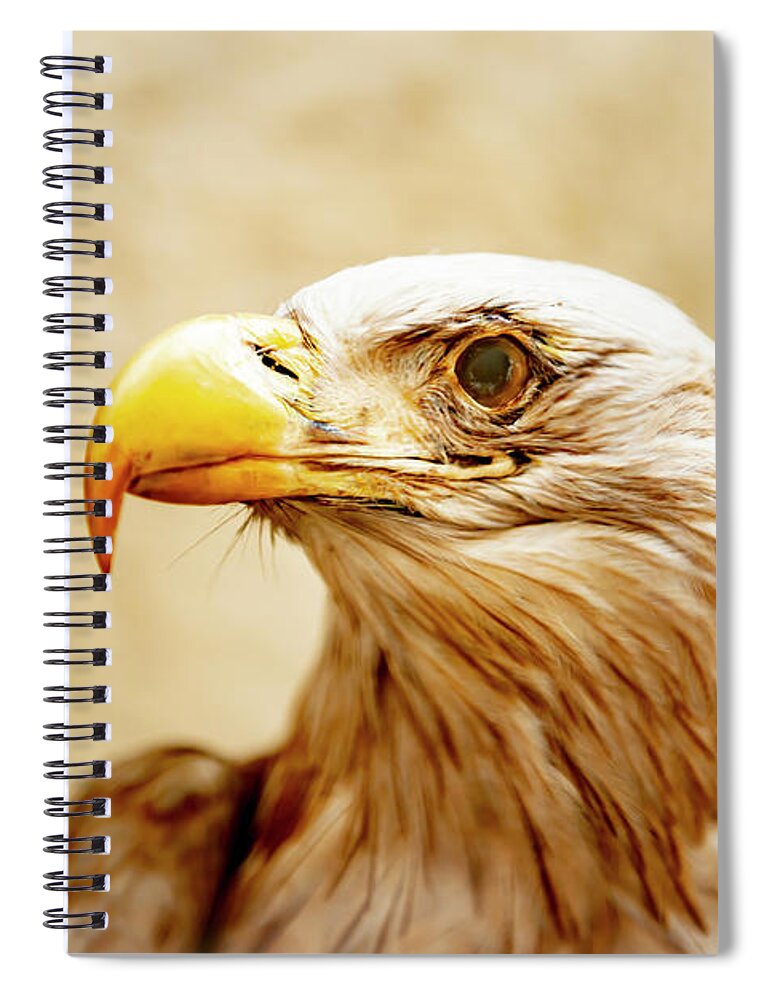 Eagle Spiral Notebook featuring the photograph Eagle by Mats Silvan