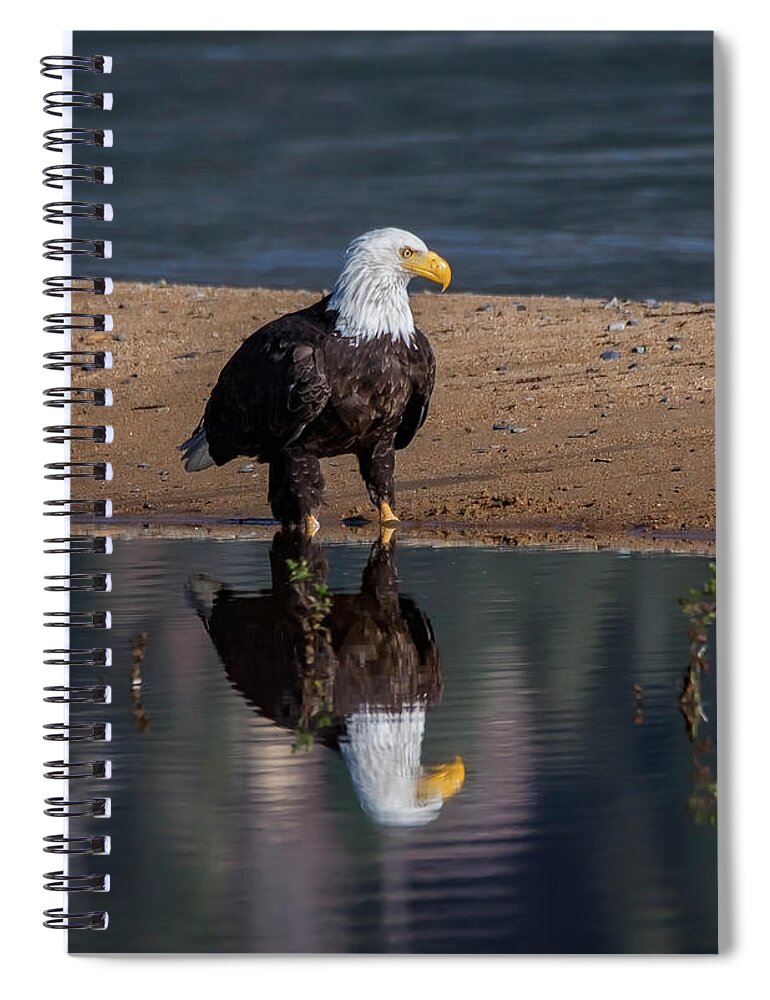 Eagle Reflection Spiral Notebook featuring the photograph Eagle Reflection by Mitch Shindelbower