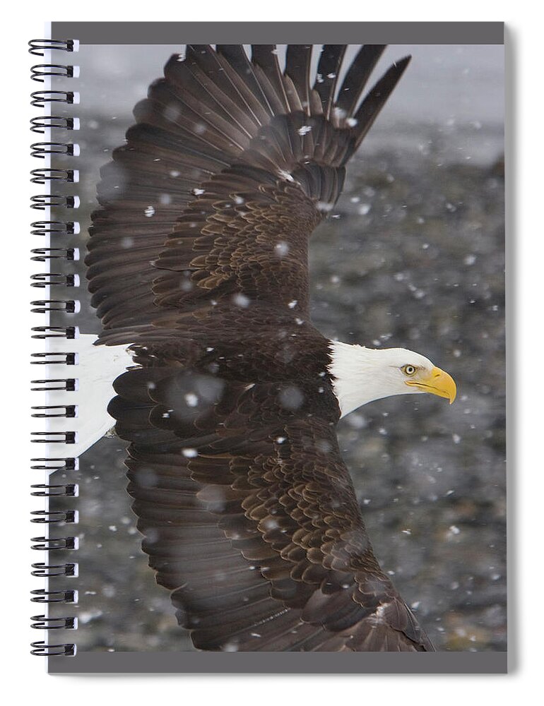 Eagle Spiral Notebook featuring the photograph Eagle Wings by Mark Miller