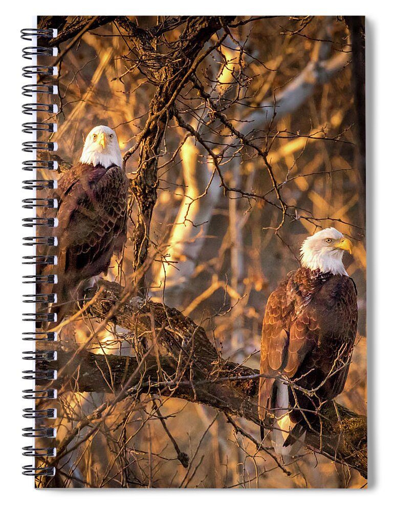 Eagle Spiral Notebook featuring the photograph Eagles by Allin Sorenson