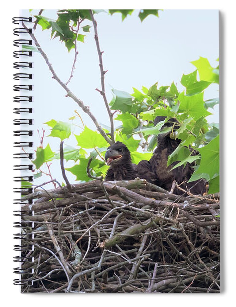 Bald Eagle Spiral Notebook featuring the photograph Eaglets in the Nest 1 by Susan Rissi Tregoning