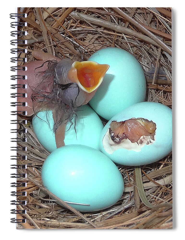 Bluebirds Spiral Notebook featuring the photograph Early Birds by Jerry Griffin