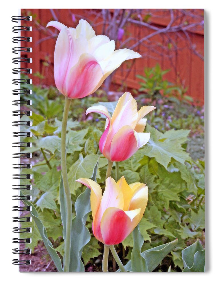 Tulips Spiral Notebook featuring the digital art Early Blooming Tulips by Kay Novy