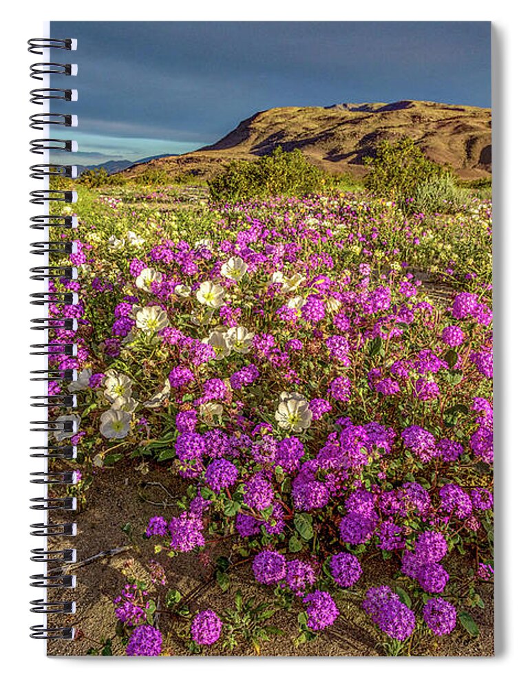 Anza-borrego Desert Spiral Notebook featuring the photograph Early Morning Light Super Bloom by Peter Tellone