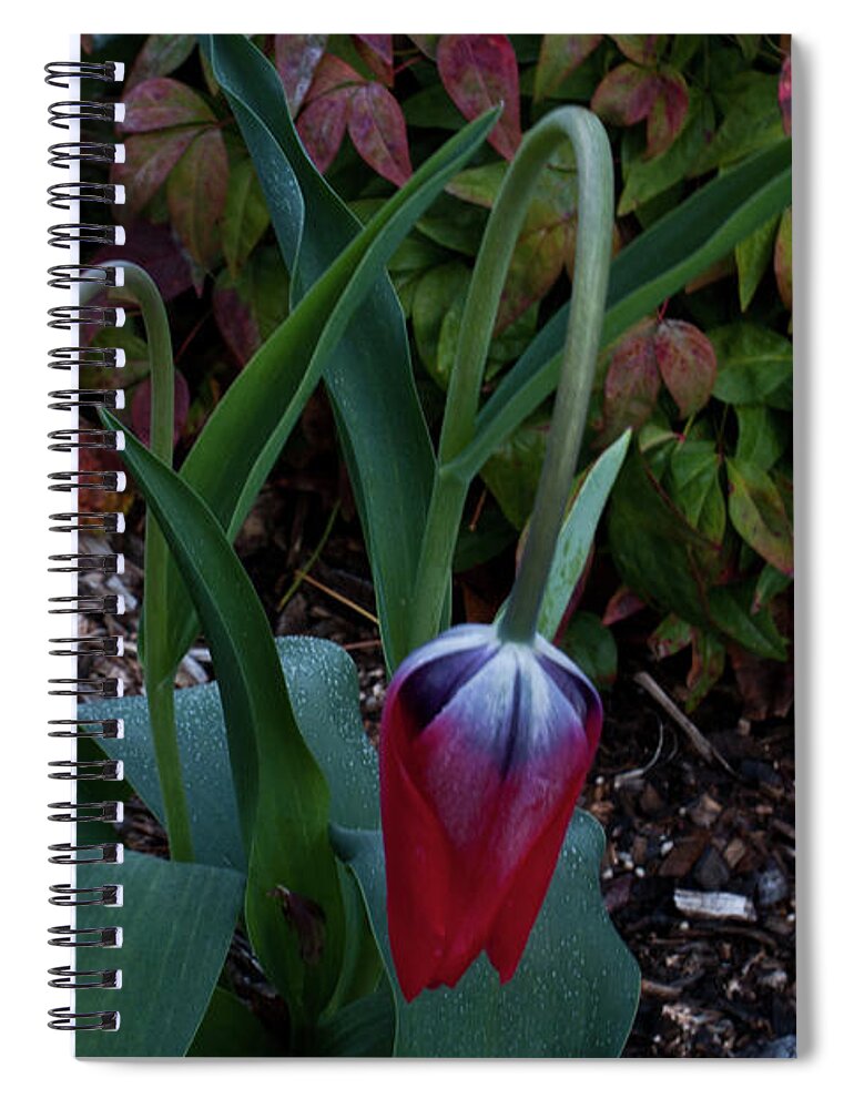 Tulips Spiral Notebook featuring the photograph Early Morning Nodding Tulips by Douglas Barnett