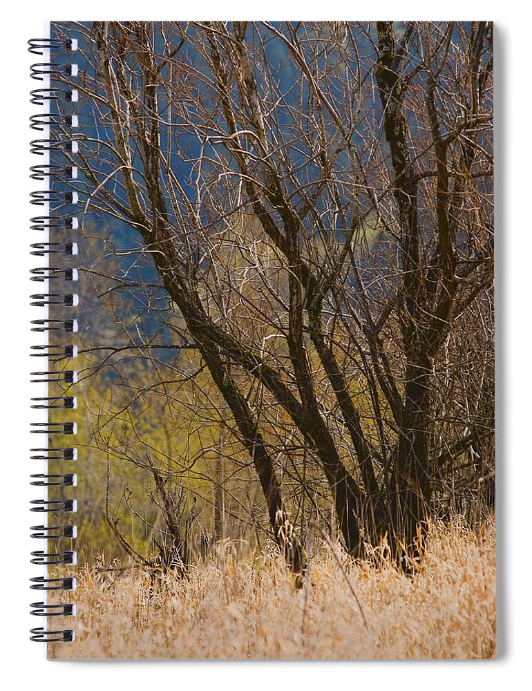 Early Spring Spiral Notebook featuring the photograph Early Spring Abstract by John Christopher